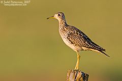 Upland Sandpiper