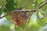 Plumbeous Vireoborder=