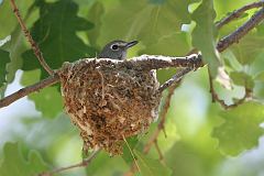 Plumbeous Vireo