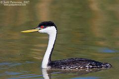 Western Grebe