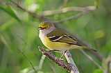 White-eyed Vireo