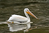 American White Pelican