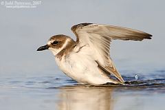 Wilson's Plover