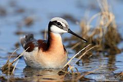 Wilson's Phalarope