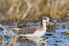 Wilson's Phalarope