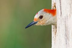 Red-bellied Woodpecker