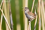 Marsh Wren