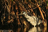 Yellow-crowned Night-Heronborder=