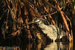 Yellow-crowned Night-Heron