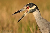 Yellow-crowned Night Heronborder=