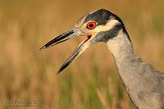 Yellow-crowned Night Heron