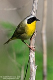 Common Yellowthroatborder=