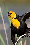 Yellow-headed Blackbirdborder=