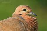 Zenaida Dove