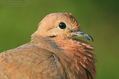 Zenaida Dove