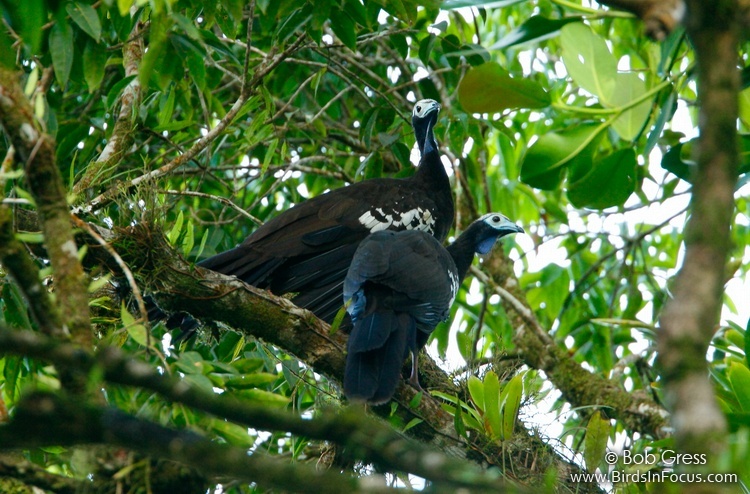 Birds in Focus - Trinidad Piping-Guan