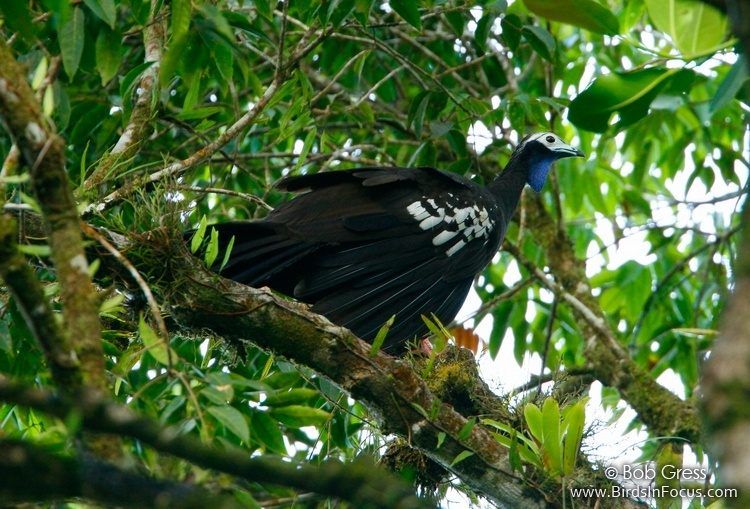 Birds in Focus - Trinidad Piping-Guan