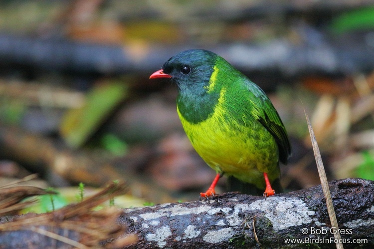 Birds in Focus - Green-and-black Fruiteater