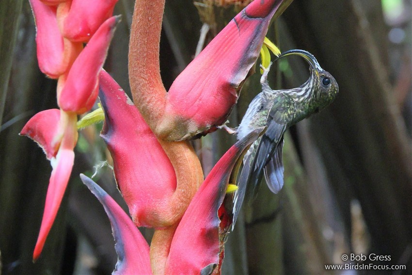 White-tipped Sicklebill