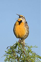 Chihuahuan Meadowlark calling/singing at Texas, United States