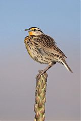 Chihuahuan Meadowlark perching/standing at Texas, United States