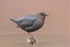 American Dipper perching/standing at Colorado, United States