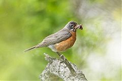 American Robin feeding young at Colorado, United States