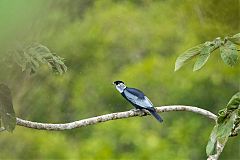 Bare-necked Fruitcrow