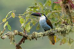 Black-billed Mountain-Toucan perching/standing at Tolima, Colombia