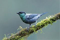 Black-capped Tanager perching/standing at Colombia