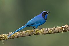 Black-collared Jay perching/standing at Colombia