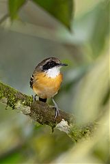 Black-faced Antbird