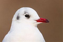 Black-headed Gull perching/standing at United Kingdom
