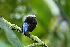 Blue-rumped Manakin