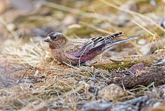 Brown-capped Rosy-Finch perching/standing at Colorado, United States
