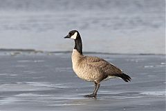 Cackling Goose perching/standing at Colorado, United States