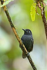 Chestnut-backed Antbird at Colombia