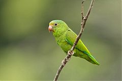 Cobalt-winged Parakeet