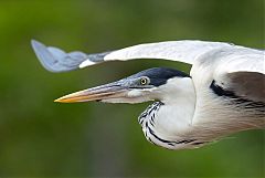 Cocoi Heron