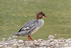 Common Merganser perching/standing at Colorado, United States