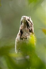 Common Potoo perching/standing at Colombia