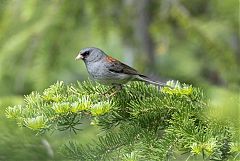 Dark-eyed Junco perching/standing at Colorado, United States