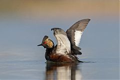 Eared Grebe stretching at Colorado, United States