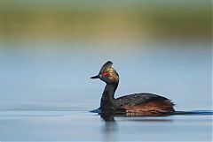 Eared Grebe swimming at Colorado, United States