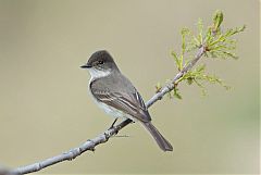 Eastern Phoebe perching/standing at Colorado, United States