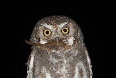 Elf Owl foraging/eating at Texas, United States