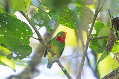 Fiery-throated Fruiteater
