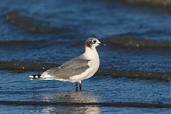 Franklin's Gull perching/standing at Colorado, United States