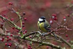 Great Tit perching/standing at United Kingdom
