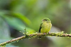 Green Manakin